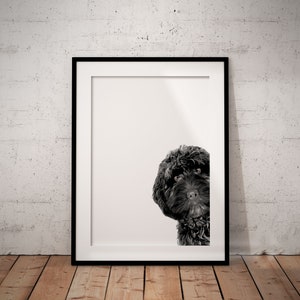 May include: A black and white photograph of a dog peeking out from behind a white frame. The dog has curly black fur and is looking directly at the camera.