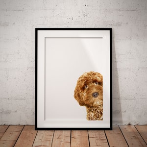 May include: A framed print of a brown and white dog peeking out from behind the frame. The dog has a curly coat and is looking directly at the viewer.