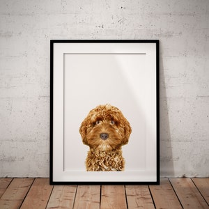 May include: A framed print of a brown and white dog with curly fur. The dog is looking directly at the camera.