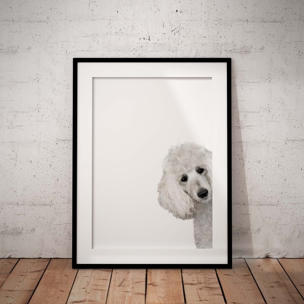 Impression giclée d'art mignon caniche blanc furtivement sur fond blanc avec personnalisation facultative, sans cadre