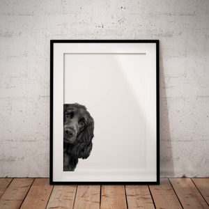 Cute Peeking Black Cocker Spaniel Giclée Art Print With White Background, UNFRAMED