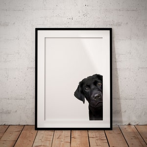 Black Peeking Labrador Giclée Art Print With White Background, UNFRAMED