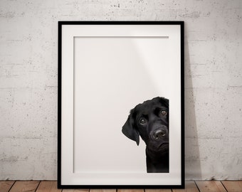 Black Peeking Labrador Giclée Art Print With White Background, UNFRAMED