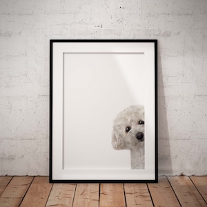 May include: A white fluffy dog peeking out from behind a black picture frame. The dog has a white background.