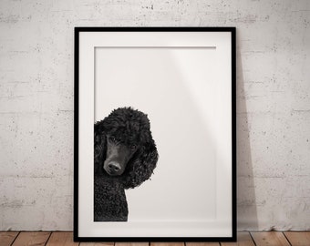 May include: Black and white framed print featuring a black poodle. The poodle's head and upper body are visible, with its dark fur contrasting against a white background. The print is in a black frame, set against a white wall and wooden floor.