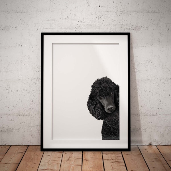 Cute Peeking Black Poodle Giclée Art Print On A White Background With Optional Personalisation, Unframed