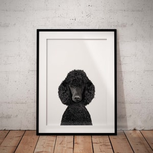 Cute Black Poodle Giclée Art Print On A White Background With Optional Personalisation, Unframed