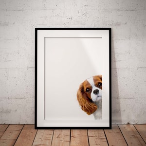Impresión artística Giclée de un Cavalier King Charles Spaniel Blenheim asomándose, SIN MARCO