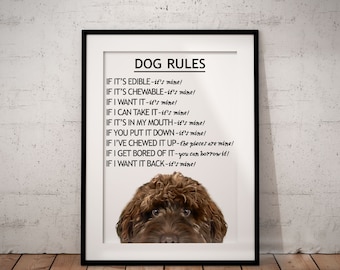 Dog Rules Chocolate Brown Cockapoo Giclée Art Print With White Background, Cute, Fun Cockapoo Art