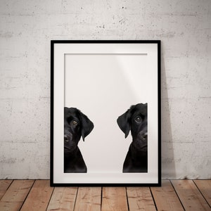 2 Black Labradors With White Background Giclée Art Print