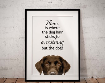 Cute, Chocolate Labrador Giclée Art Print With White Background, Home Is Where The Dog Hair, Unframed
