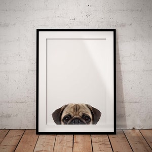 Cute, Peeking Pug Giclée Art Print With White Background and Optional Personalisation, Unframed