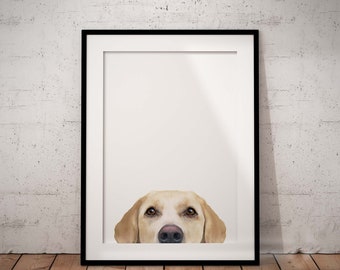 Yellow Peeking Labrador Giclée Art Print With White Background, Personalised Pet Print