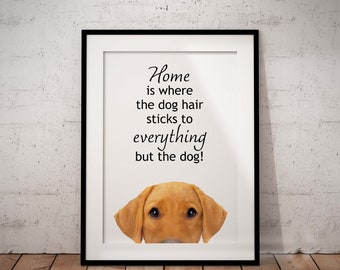 Cute, Fox Red Labrador Giclée Art Print With White Background, Home Is Where The Dog Hair, Unframed