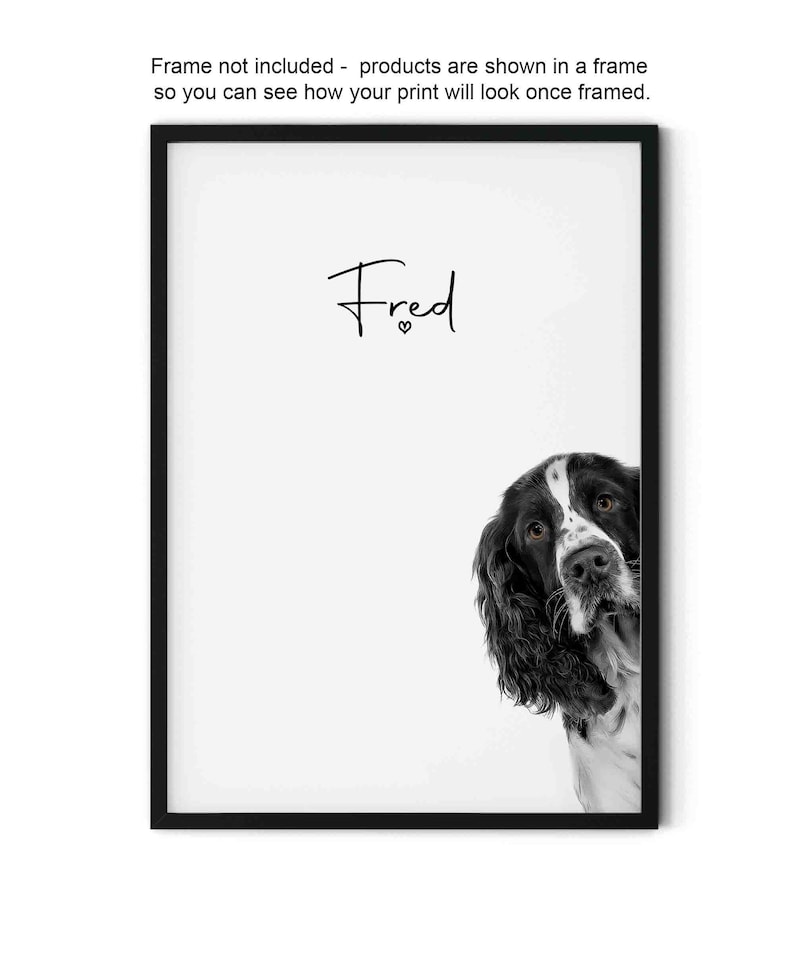 Peeking Black and White Springer Spaniel Dog UNFRAMED Giclée Art Print ...