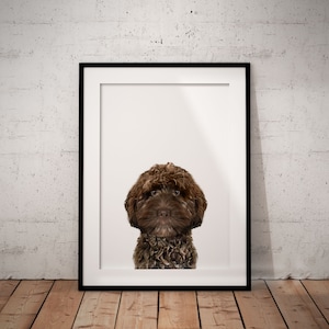 May include: A framed print of a brown dog with curly fur, looking directly at the camera. The dog is in focus, and the background is a white wall.