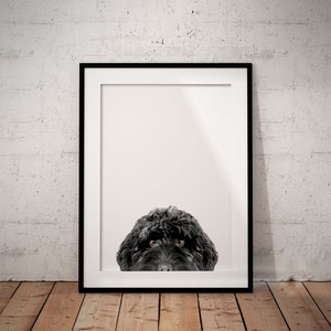 Peut inclure: Une photo en noir et blanc d'un visage de chien qui dépasse d'un cadre photo blanc. Le chien a le poil foncé et regarde directement la caméra.