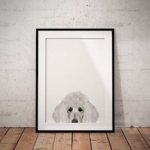 Cute Peeking White Poodle Giclée Art Print On A White Background With Optional Personalisation, Unframed