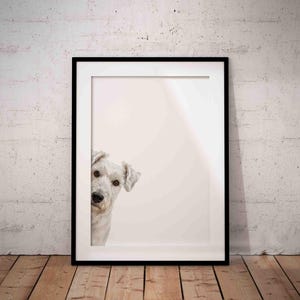 May include: A framed print showing a white dog peeking from behind a white background. The dog has light brown eyes and a fluffy white coat. The black frame contrasts with the light background. The print is displayed on a wooden floor.