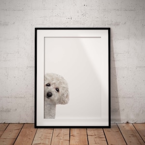 Cute, Peeking Bichon Frise Giclée Art Print On A White Background With Optional Personalisation, Unframed