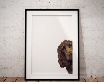 Peeking Chocolate Cocker Spaniel Peeking Giclée Art Print, UNFRAMED