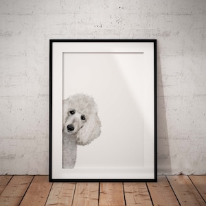 Cute Peeking White Poodle Giclée Art Print On A White Background With Optional Personalisation, Unframed