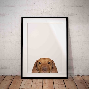 Funny Peeking Hungarian Vizsla Giclée Art Print With White Background, Cute, Fun Vizsla Art UNFRAMED