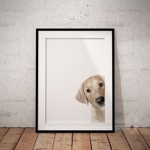 Peeking White Labrador Retriever Giclée Art Print With White Background, Personalised Pet Art Print