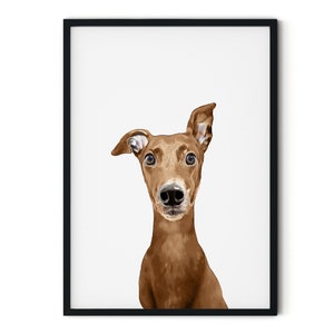 Cute, Red Fawn, Brown Greyhound, Whippet Giclée Art Print With White Background, With Custom Name/Wording image 3