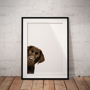 Peeking Chocolate Labrador Giclée Art Print With White Background, Optional Personalisation, UNFRAMED