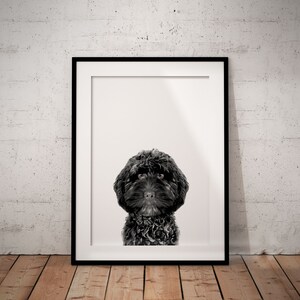 May include: A black and white photograph of a black dog with curly hair in a black frame. The dog is looking directly at the camera.
