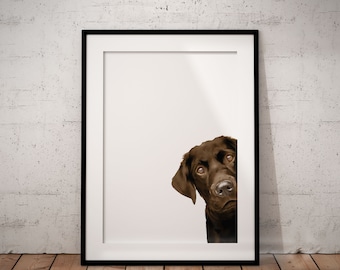 Peeking Chocolate Labrador Giclée Art Print With White Background, Optional Personalisation