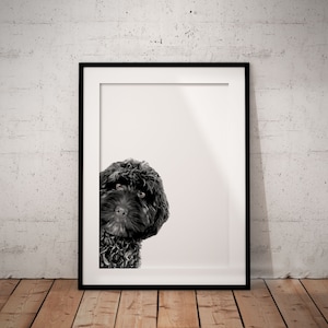 May include: Black and white photograph of a dog's head peeking out from behind a white picture frame.