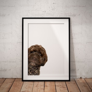 Peeking Chocolate Cockapoo Giclée Art Print, Unframed