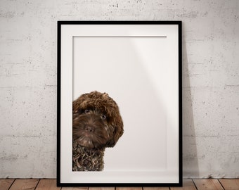 Peeking Chocolate Cockapoo Giclée Art Print, Unframed