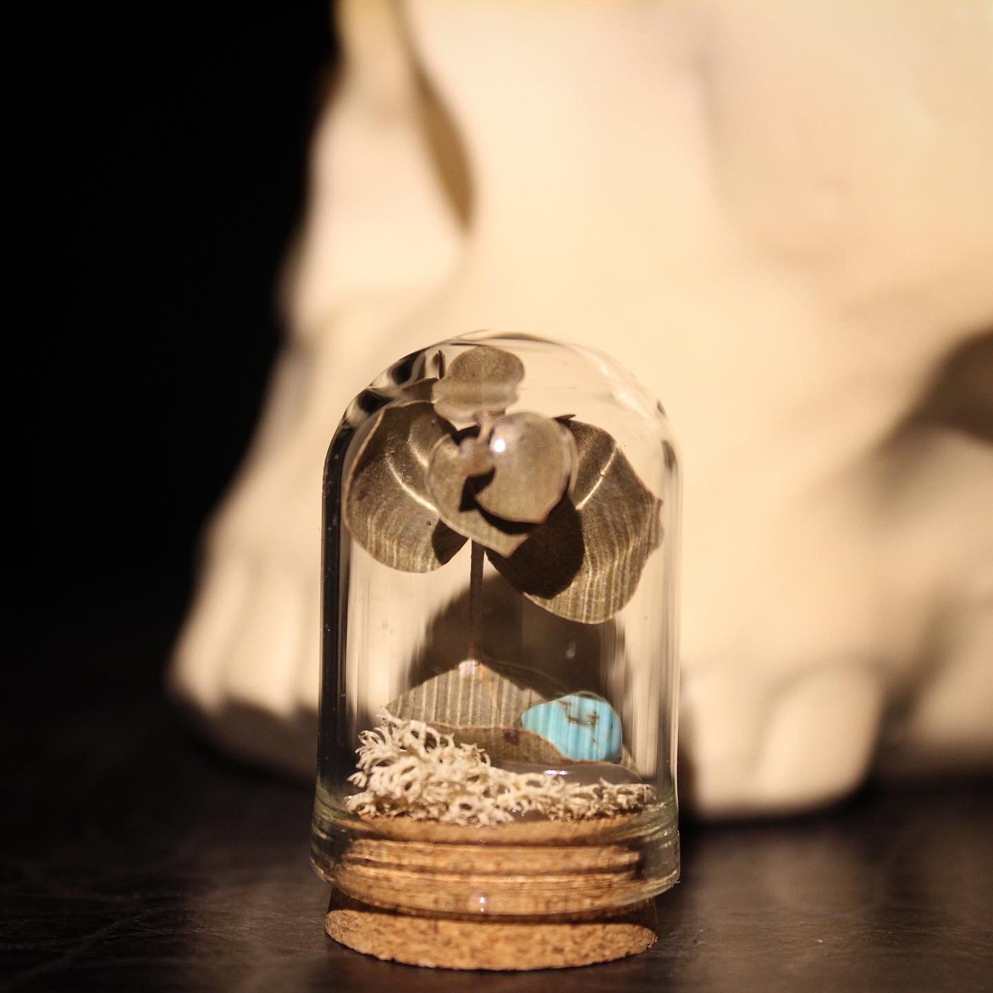 Dôme Miniature Eucalyptus - Curiosité Fleur Végétal