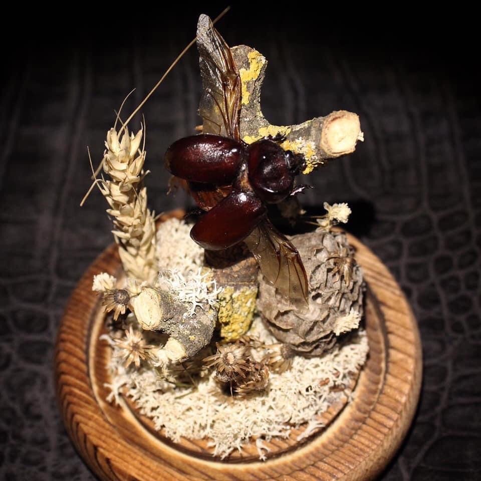 Marcus - Dôme Scarabée Curiosité Insecte