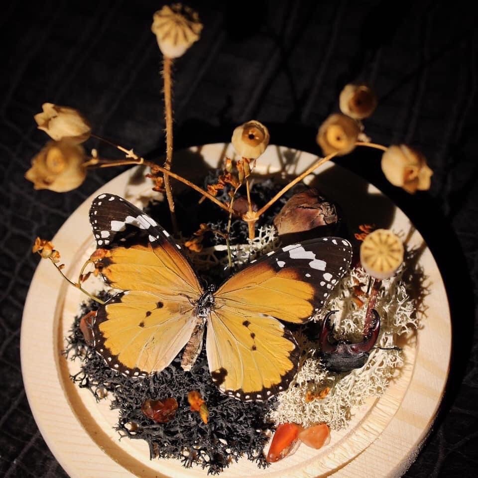 Coucher de Soleil - Dôme Papillon Curiosité Insecte