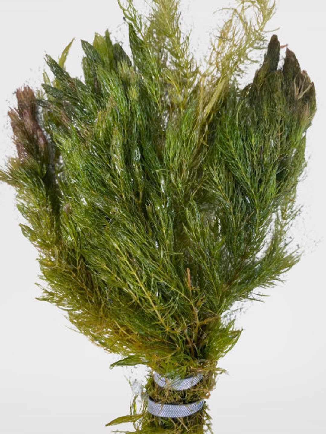 3 Lush Bunches Hornwort Coontail Live Fish Tank Plants Aquarium Plant