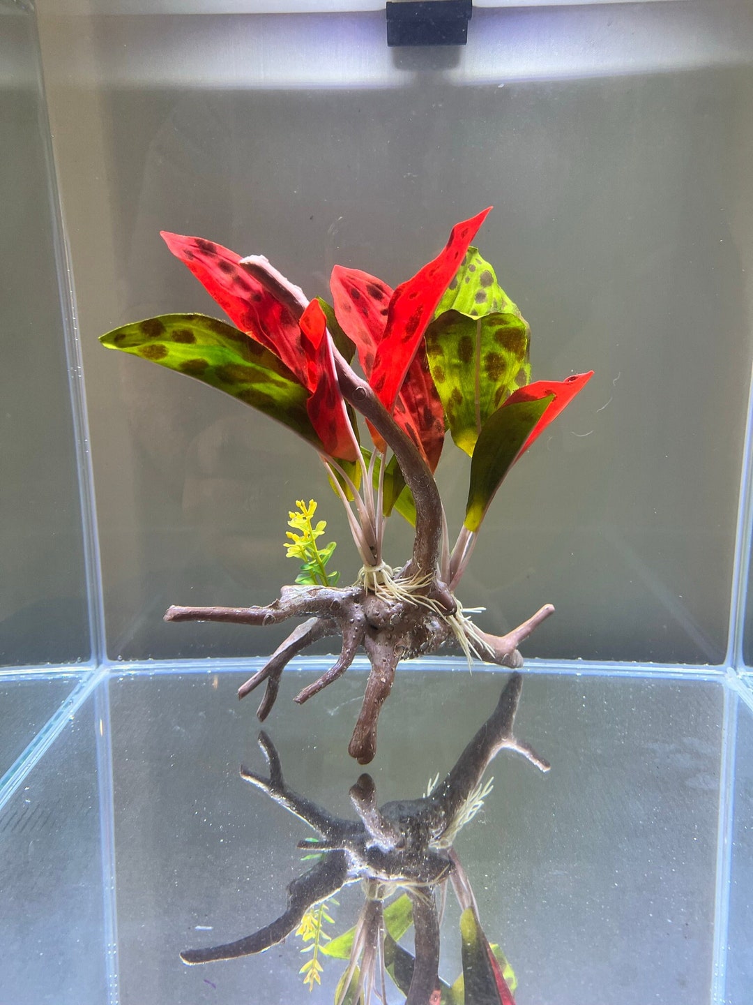 Silk Amazon Plant on Faux Driftwood Perfect for Aquariums or Etsy