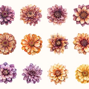 May include: Watercolor illustration of twelve colorful dahlia flowers. The flowers are in shades of purple, orange, and yellow, with detailed petals and dark centers. The flowers are arranged on a white background.