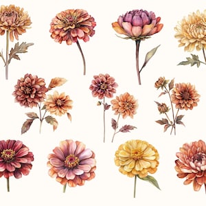 May include: Watercolor illustration of various flowers in shades of orange, yellow, and burgundy. The image features detailed depictions of chrysanthemums, dahlias, and other floral arrangements, with green leaves and stems against a white background.