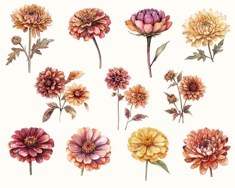 May include: Watercolor illustration of various flowers in shades of orange, yellow, and burgundy. The image features detailed depictions of chrysanthemums, dahlias, and other floral arrangements, with green leaves and stems against a white background.