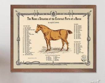 1907 年頃 子宮内の子馬 リトグラフ • オリジナルアンティークプリント