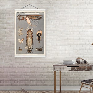 Vintage periplaneta americana dissectiegrafiek – educatieve poster anatomie kakkerlak jaren 1940