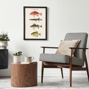 Vintage Fish Illustration Art Print: North American Species by Sherman Denton