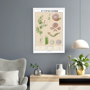 Vintage botanische illustratieprint, botanische muurkunst, poster anatomie madeliefjebloem