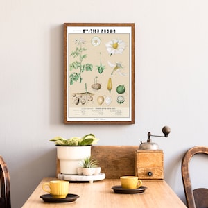 Hebreeuwse botanische pull-down poster, vintage solanum tuberosum illustratie, educatief decor, aardappelprint muurkaart, kunst aan de muur klaslokaal