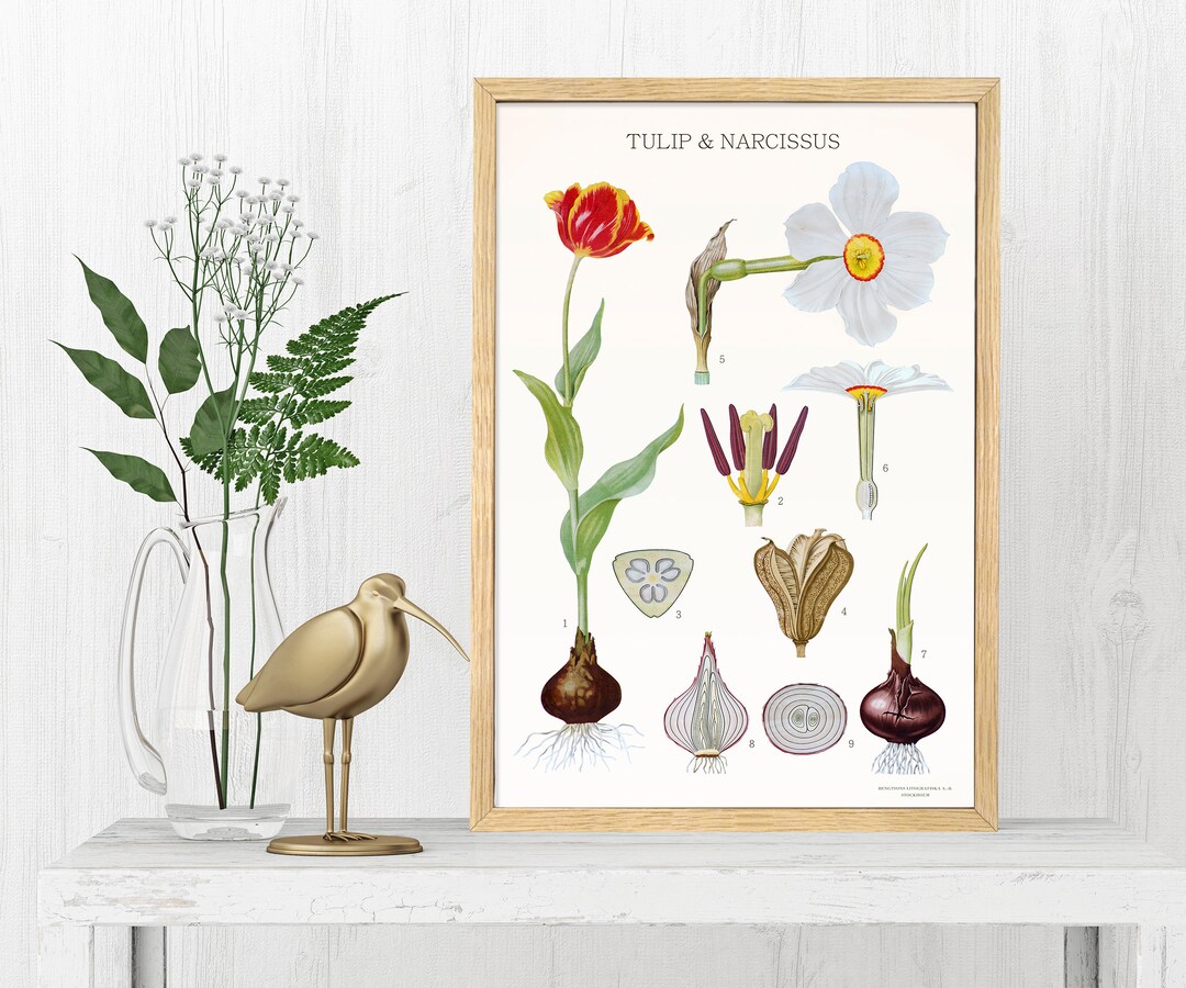 Vintage Botanical Print - Tulip & Narcissus Antique Flower Art - Etsy