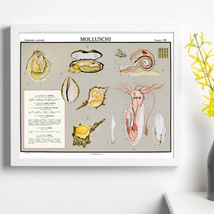 Educatieve vintage jaren 40 weekdieren grafiek poster, gerestaureerde Giclée Science Print, collector's item huis studeerkamer decor marine art poster